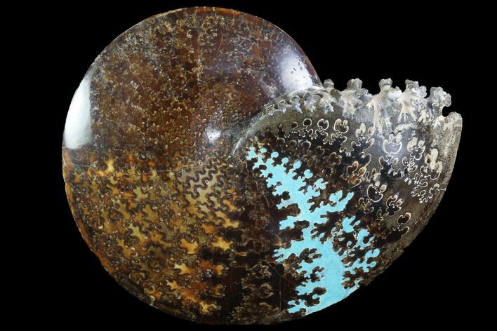 Sphenodiscus Ammonite with Inlaid Chrysocolla - South Dakota #93141